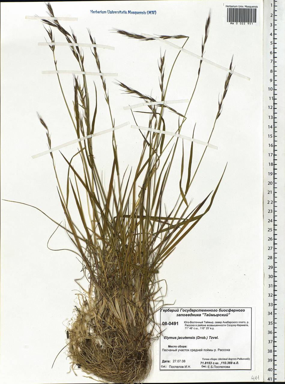 Elymus jacutensis (Drobow) Tzvelev, Siberia, Central Siberia (S3) (Russia)