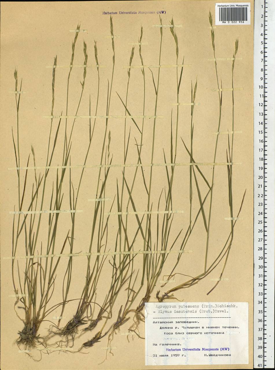 Elymus jacutensis (Drobow) Tzvelev, Siberia, Altai & Sayany Mountains (S2) (Russia)