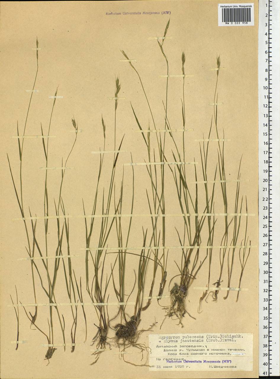Elymus jacutensis (Drobow) Tzvelev, Siberia, Altai & Sayany Mountains (S2) (Russia)