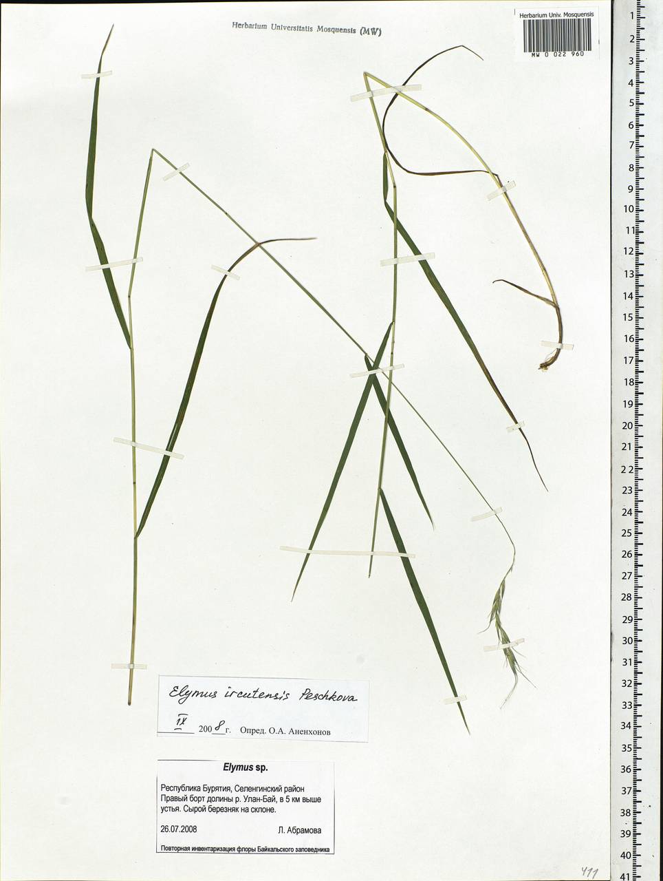Elymus ircutensis Peschkova, Siberia, Baikal & Transbaikal region (S4) (Russia)
