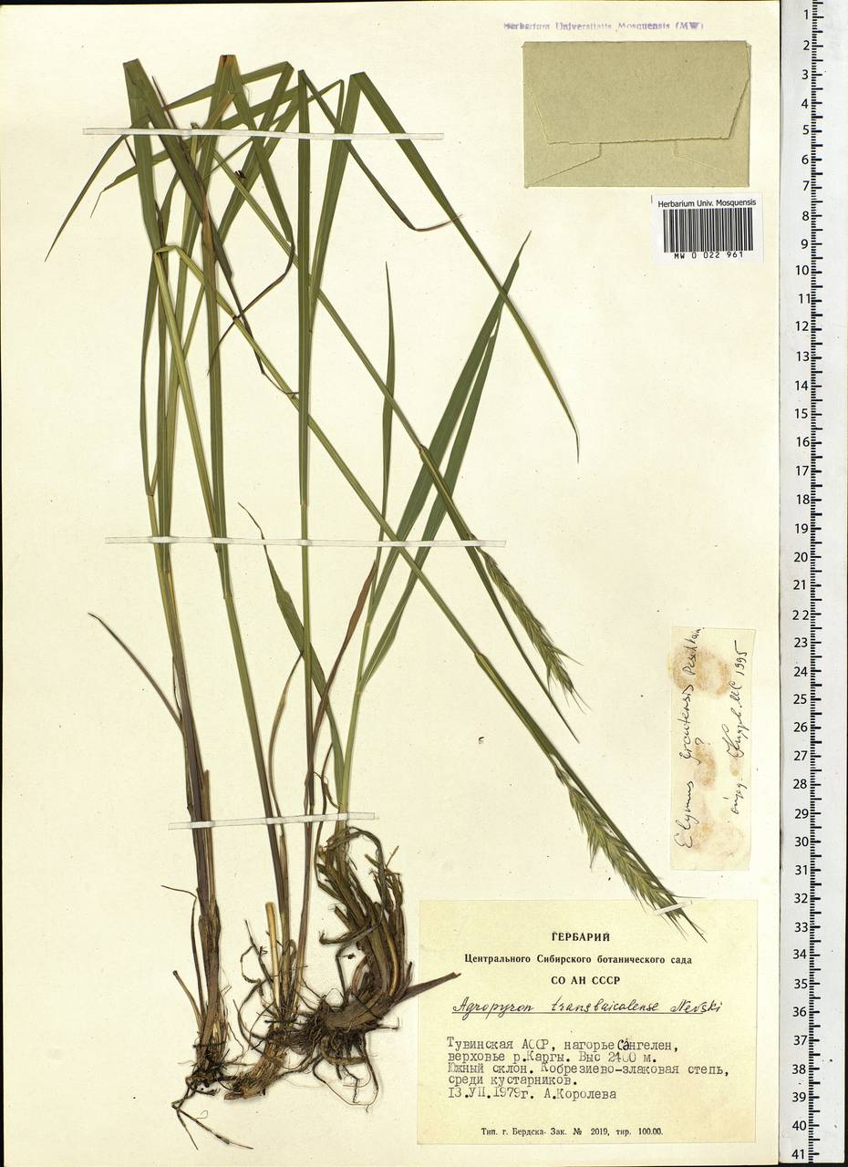 Elymus ircutensis Peschkova, Siberia, Altai & Sayany Mountains (S2) (Russia)