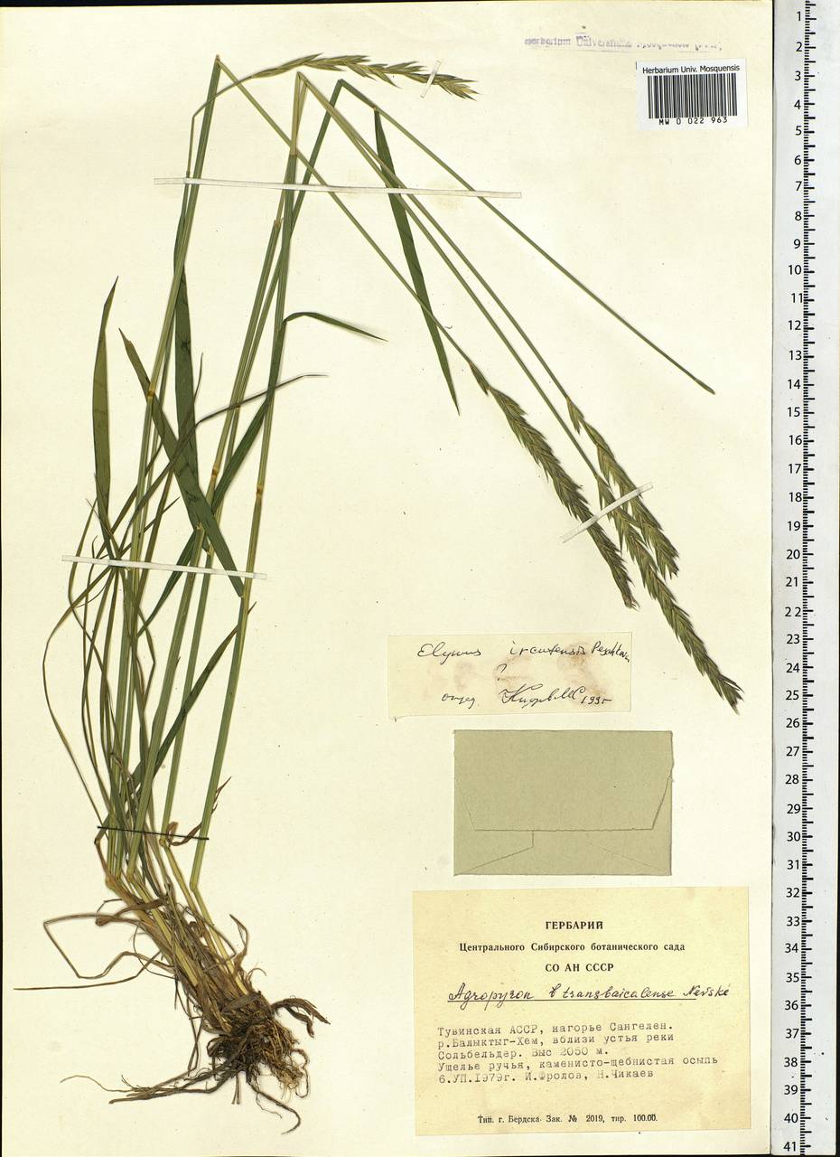Elymus ircutensis Peschkova, Siberia, Altai & Sayany Mountains (S2) (Russia)