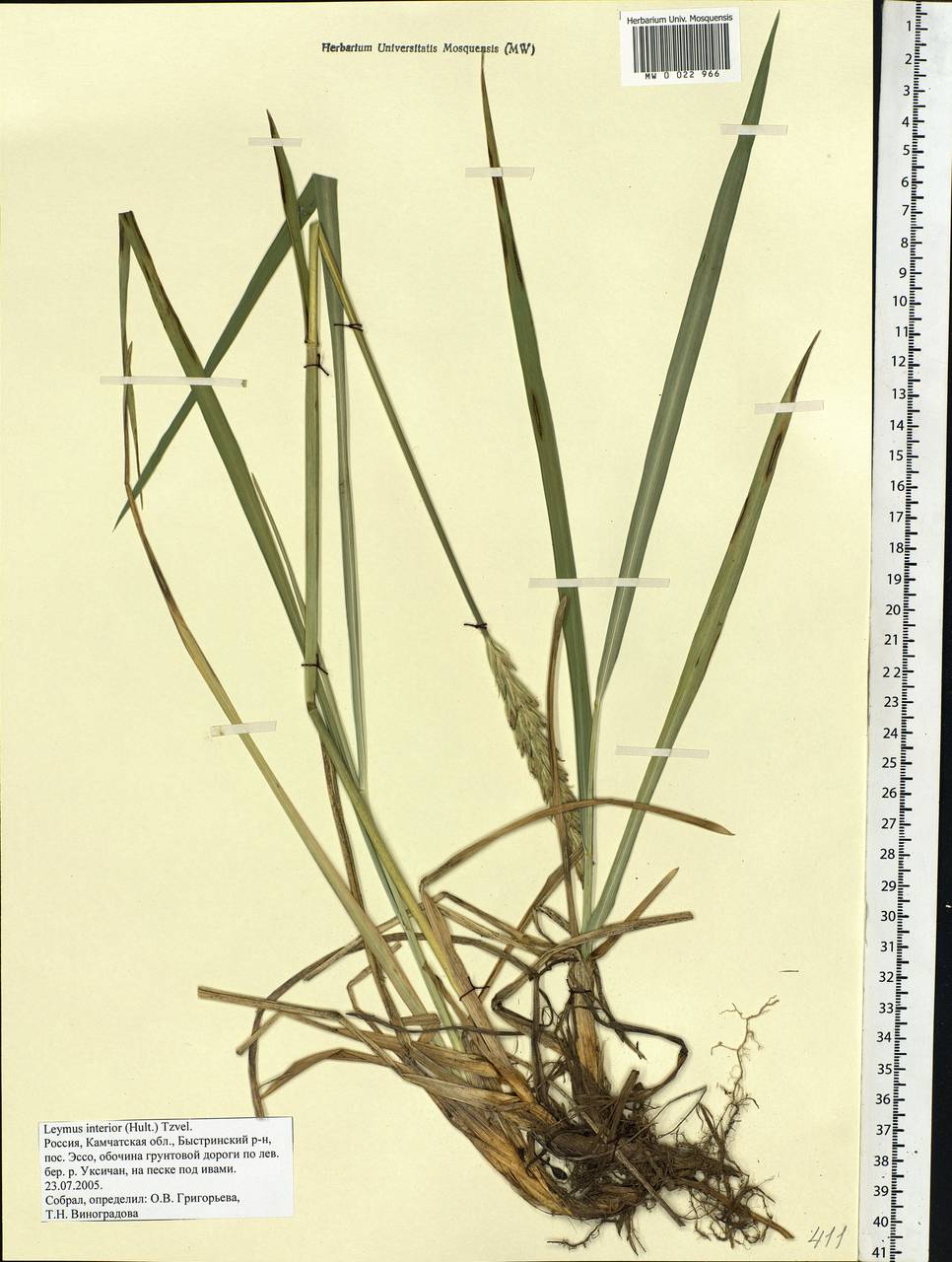 Leymus ajanensis (J.J.Vassil.) Tzvelev, Siberia, Chukotka & Kamchatka (S7) (Russia)