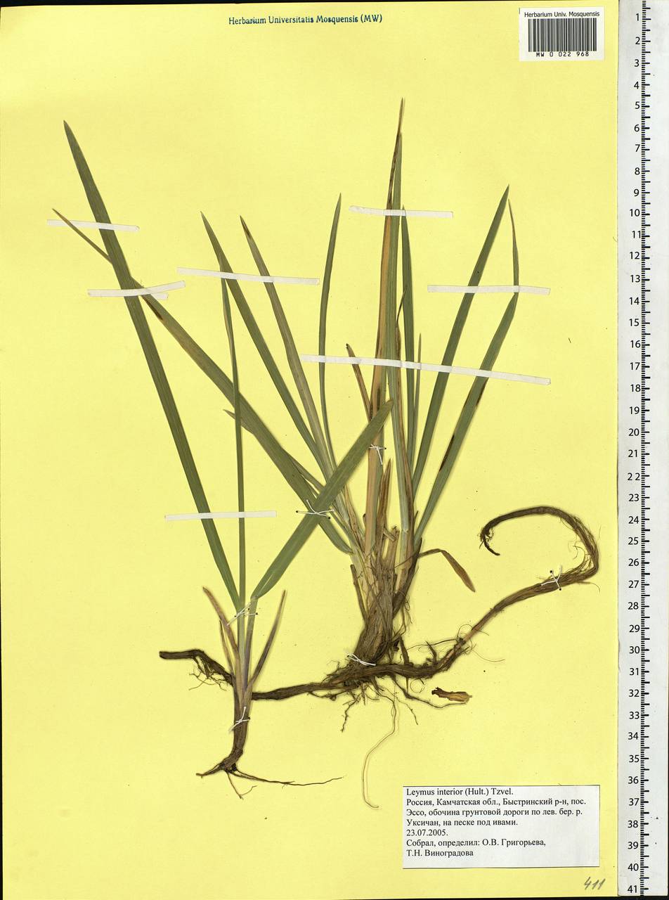 Leymus ajanensis (J.J.Vassil.) Tzvelev, Siberia, Chukotka & Kamchatka (S7) (Russia)