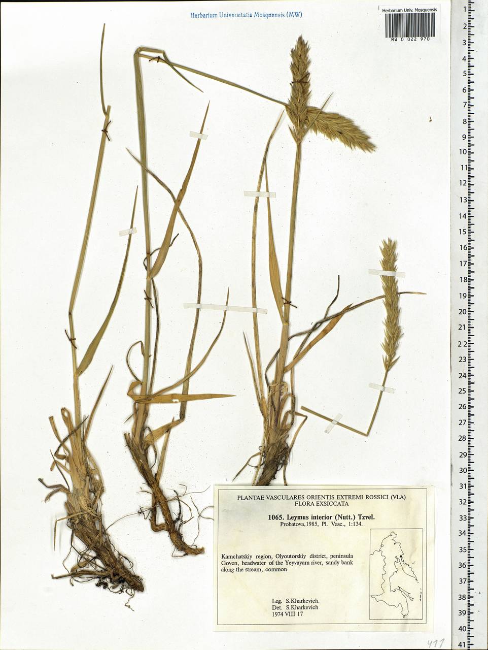 Leymus ajanensis (J.J.Vassil.) Tzvelev, Siberia, Chukotka & Kamchatka (S7) (Russia)