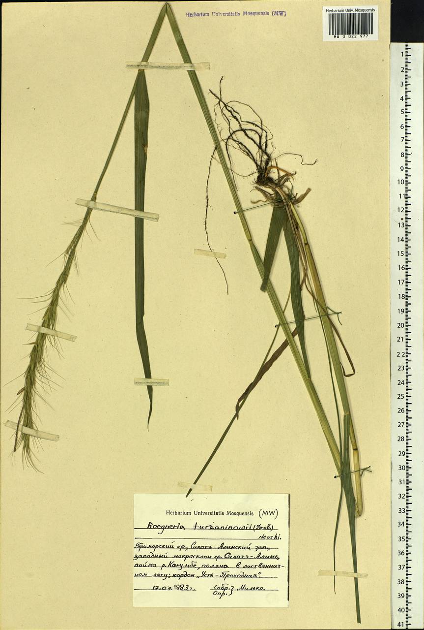 Elymus gmelinii (Trin.) Tzvelev, Siberia, Russian Far East (S6) (Russia)