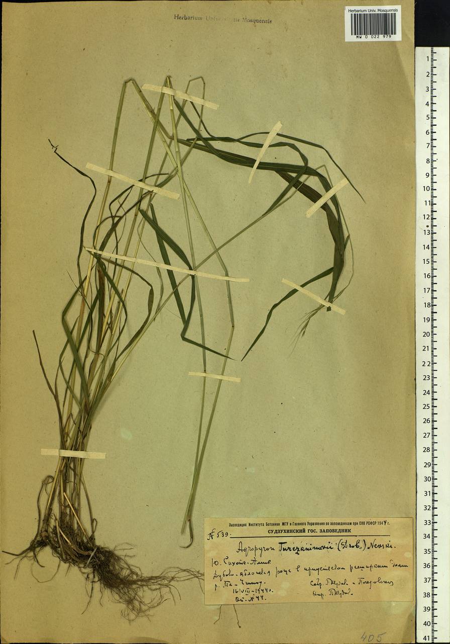 Elymus gmelinii (Trin.) Tzvelev, Siberia, Russian Far East (S6) (Russia)