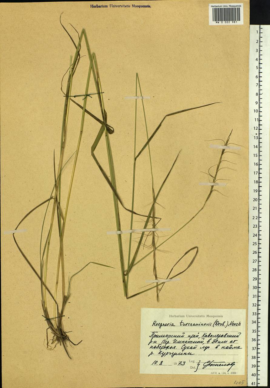 Elymus gmelinii (Trin.) Tzvelev, Siberia, Russian Far East (S6) (Russia)