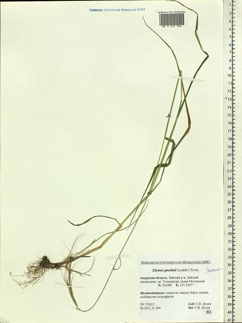 Elymus gmelinii (Trin.) Tzvelev, Siberia, Russian Far East (S6) (Russia)