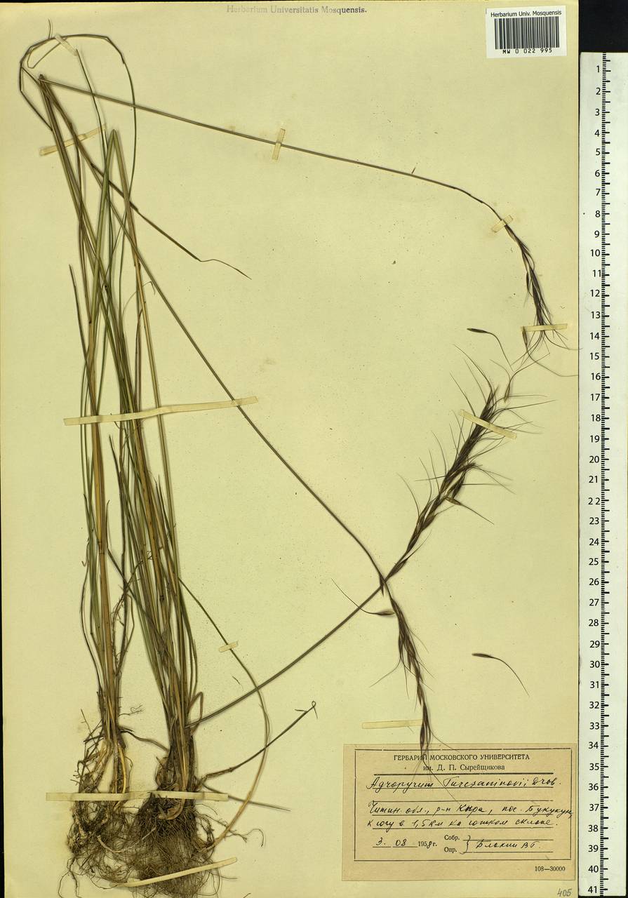 Elymus gmelinii (Trin.) Tzvelev, Siberia, Baikal & Transbaikal region (S4) (Russia)