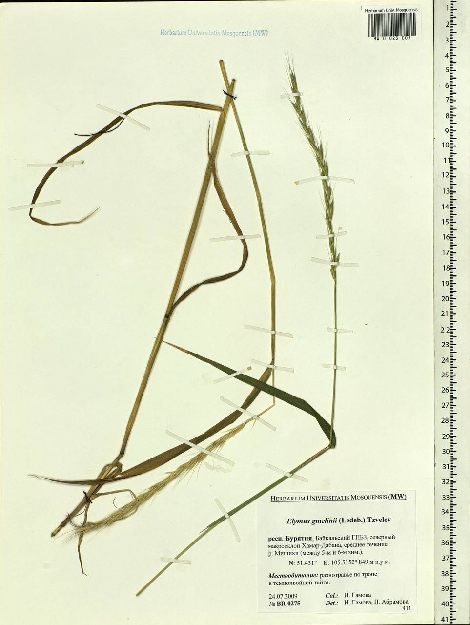 Elymus gmelinii (Trin.) Tzvelev, Siberia, Baikal & Transbaikal region (S4) (Russia)