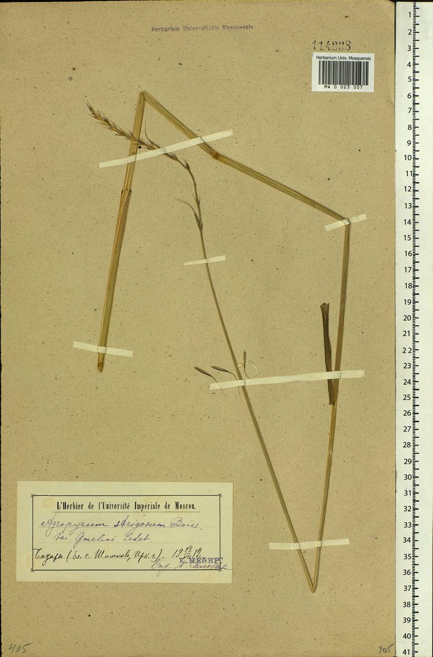 Elymus gmelinii (Trin.) Tzvelev, Siberia, Baikal & Transbaikal region (S4) (Russia)