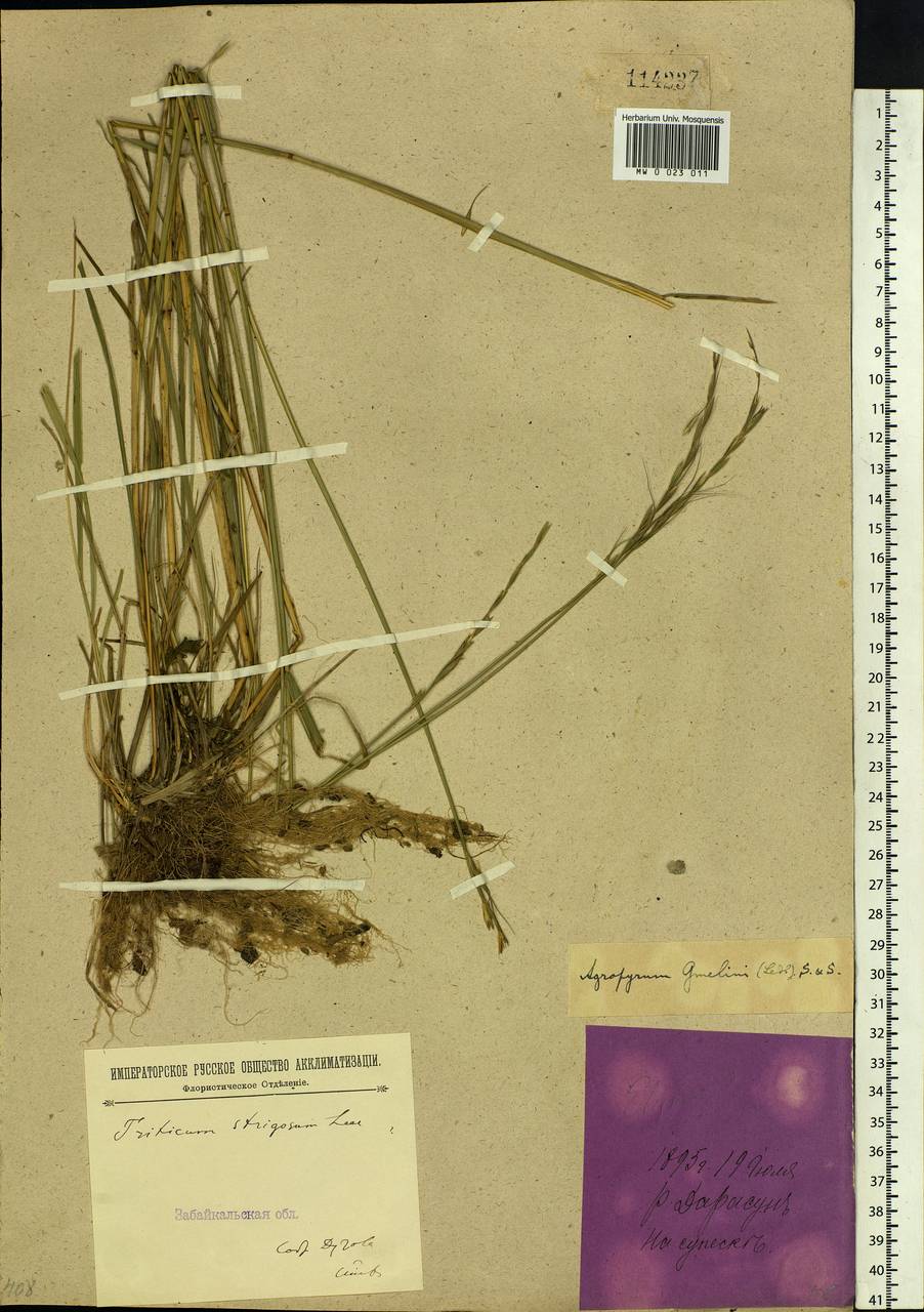 Elymus gmelinii (Trin.) Tzvelev, Siberia, Baikal & Transbaikal region (S4) (Russia)