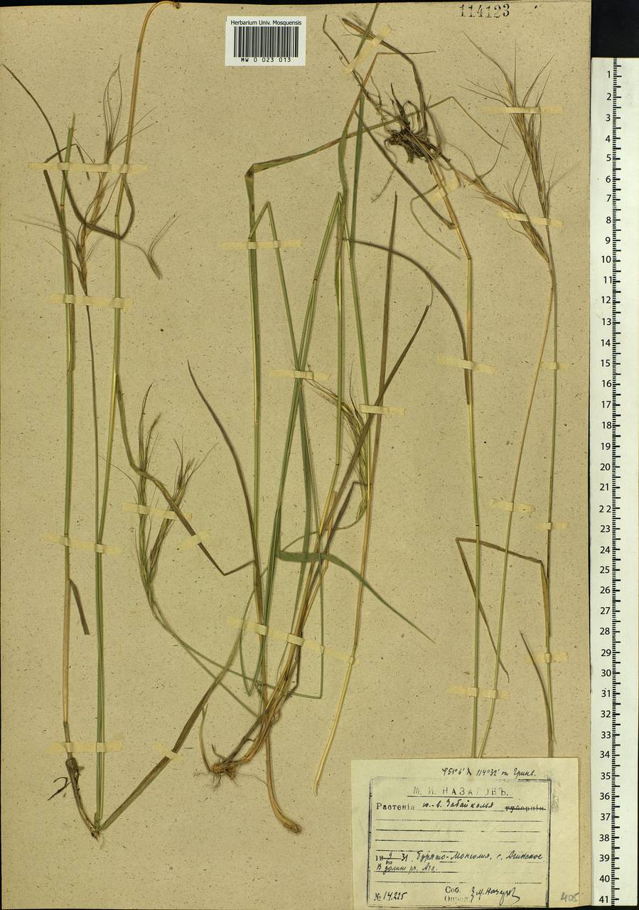Elymus gmelinii (Trin.) Tzvelev, Siberia, Baikal & Transbaikal region (S4) (Russia)