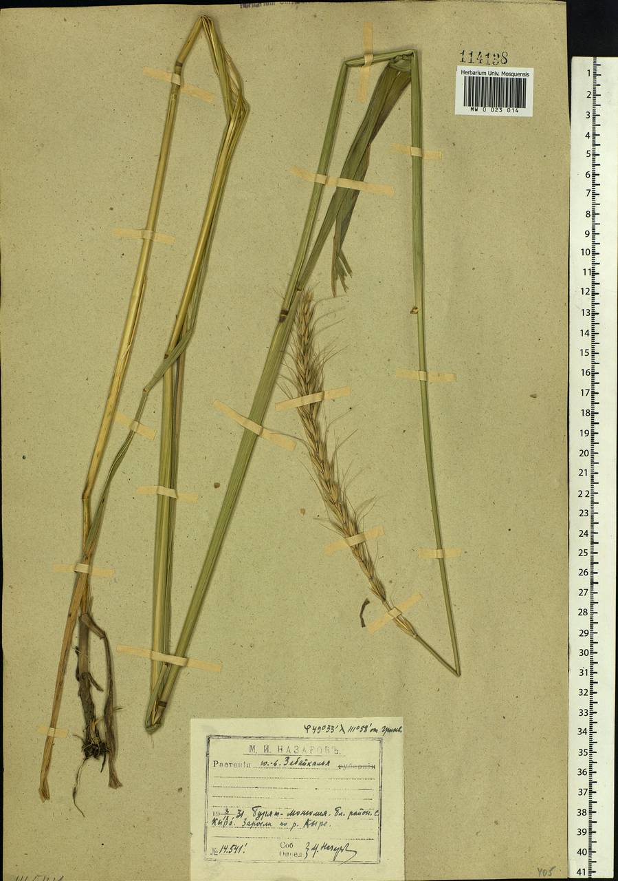 Elymus gmelinii (Trin.) Tzvelev, Siberia, Baikal & Transbaikal region (S4) (Russia)