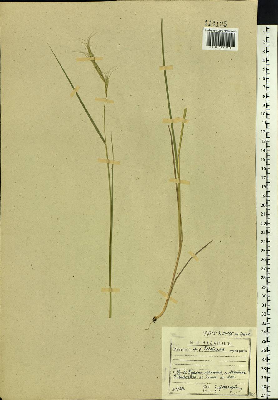 Elymus gmelinii (Trin.) Tzvelev, Siberia, Baikal & Transbaikal region (S4) (Russia)