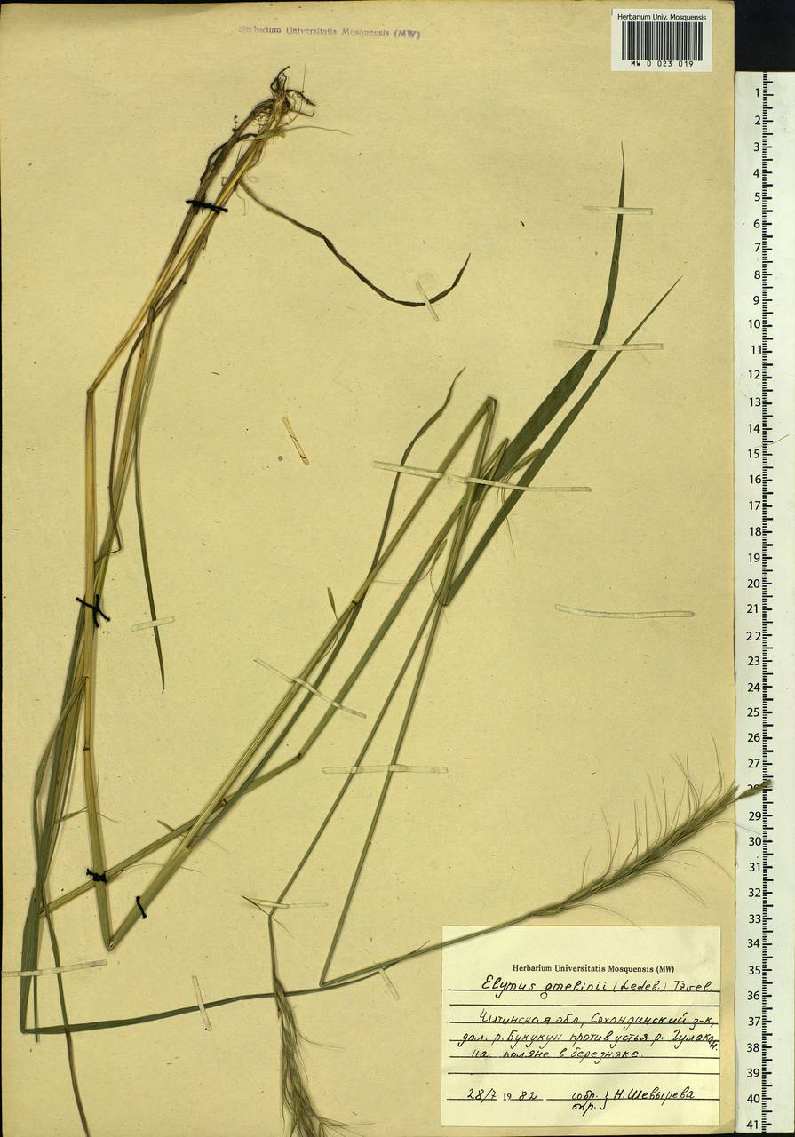 Elymus gmelinii (Trin.) Tzvelev, Siberia, Baikal & Transbaikal region (S4) (Russia)