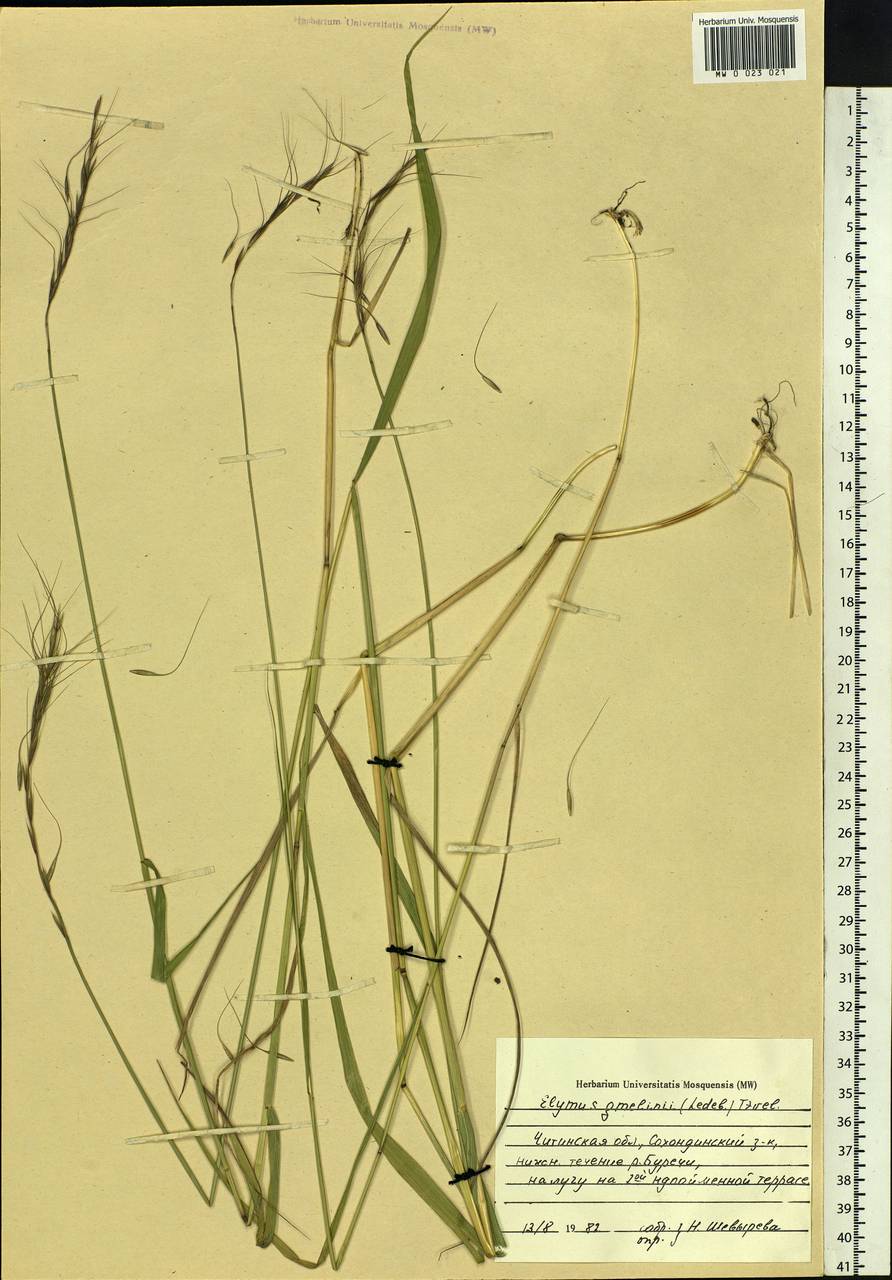 Elymus gmelinii (Trin.) Tzvelev, Siberia, Baikal & Transbaikal region (S4) (Russia)