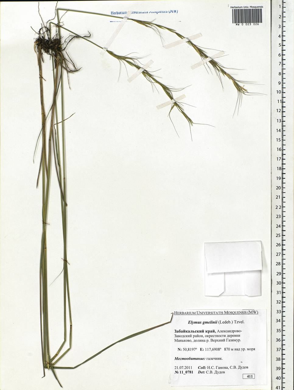 Elymus gmelinii (Trin.) Tzvelev, Siberia, Baikal & Transbaikal region (S4) (Russia)