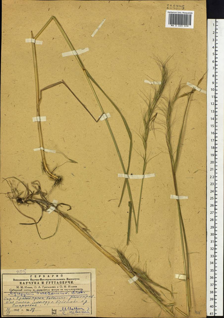 Elymus gmelinii (Trin.) Tzvelev, Siberia, Central Siberia (S3) (Russia)