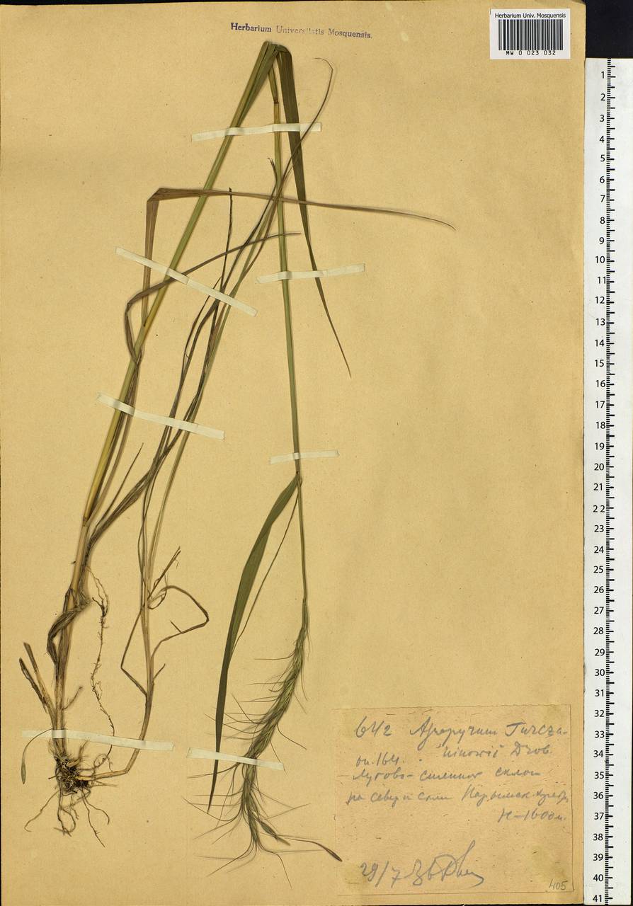 Elymus gmelinii (Trin.) Tzvelev, Middle Asia, Dzungarian Alatau & Tarbagatai (M5) (Kazakhstan)