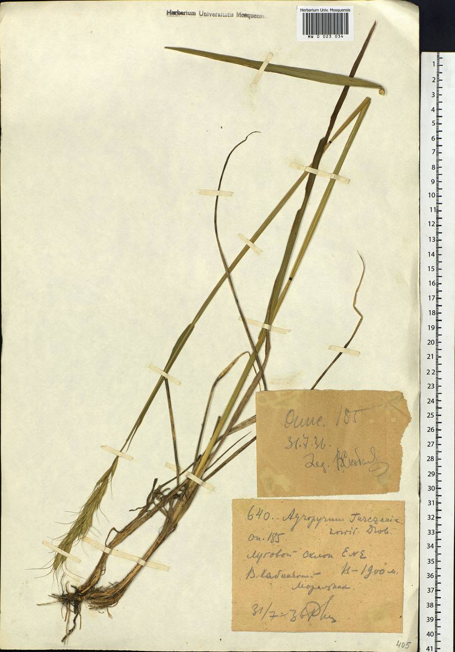 Elymus gmelinii (Trin.) Tzvelev, Siberia, Western (Kazakhstan) Altai Mountains (S2a) (Kazakhstan)