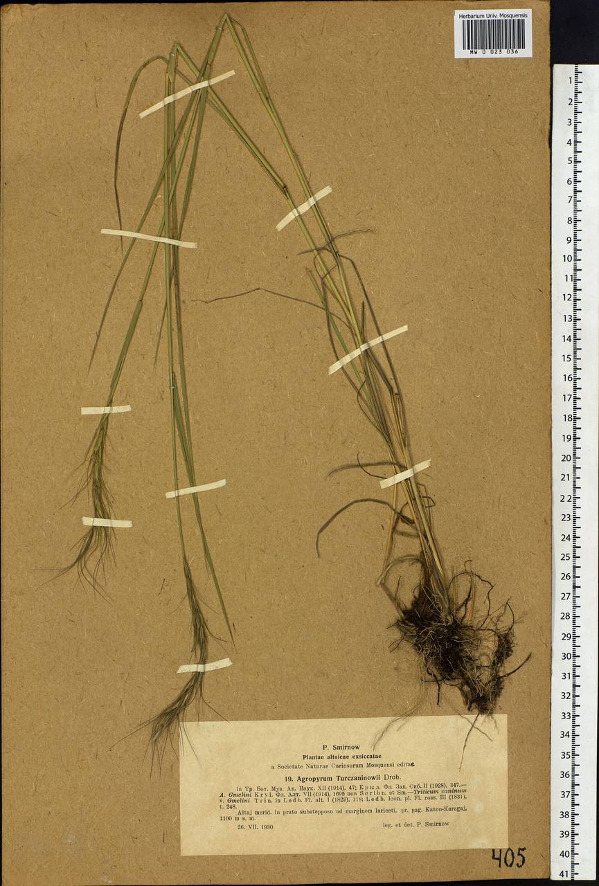 Elymus gmelinii (Trin.) Tzvelev, Siberia, Western (Kazakhstan) Altai Mountains (S2a) (Kazakhstan)