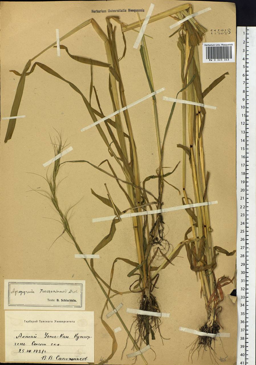 Elymus gmelinii (Trin.) Tzvelev, Siberia, Altai & Sayany Mountains (S2) (Russia)