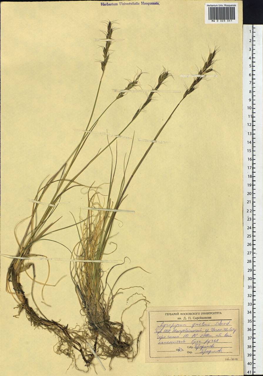 Elymus gmelinii (Trin.) Tzvelev, Siberia, Altai & Sayany Mountains (S2) (Russia)