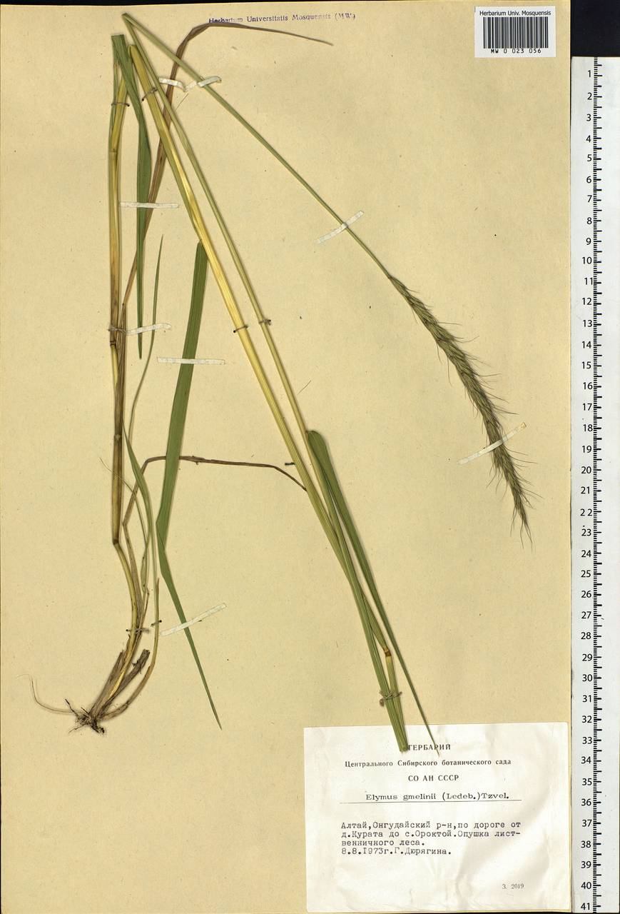 Elymus gmelinii (Trin.) Tzvelev, Siberia, Altai & Sayany Mountains (S2) (Russia)