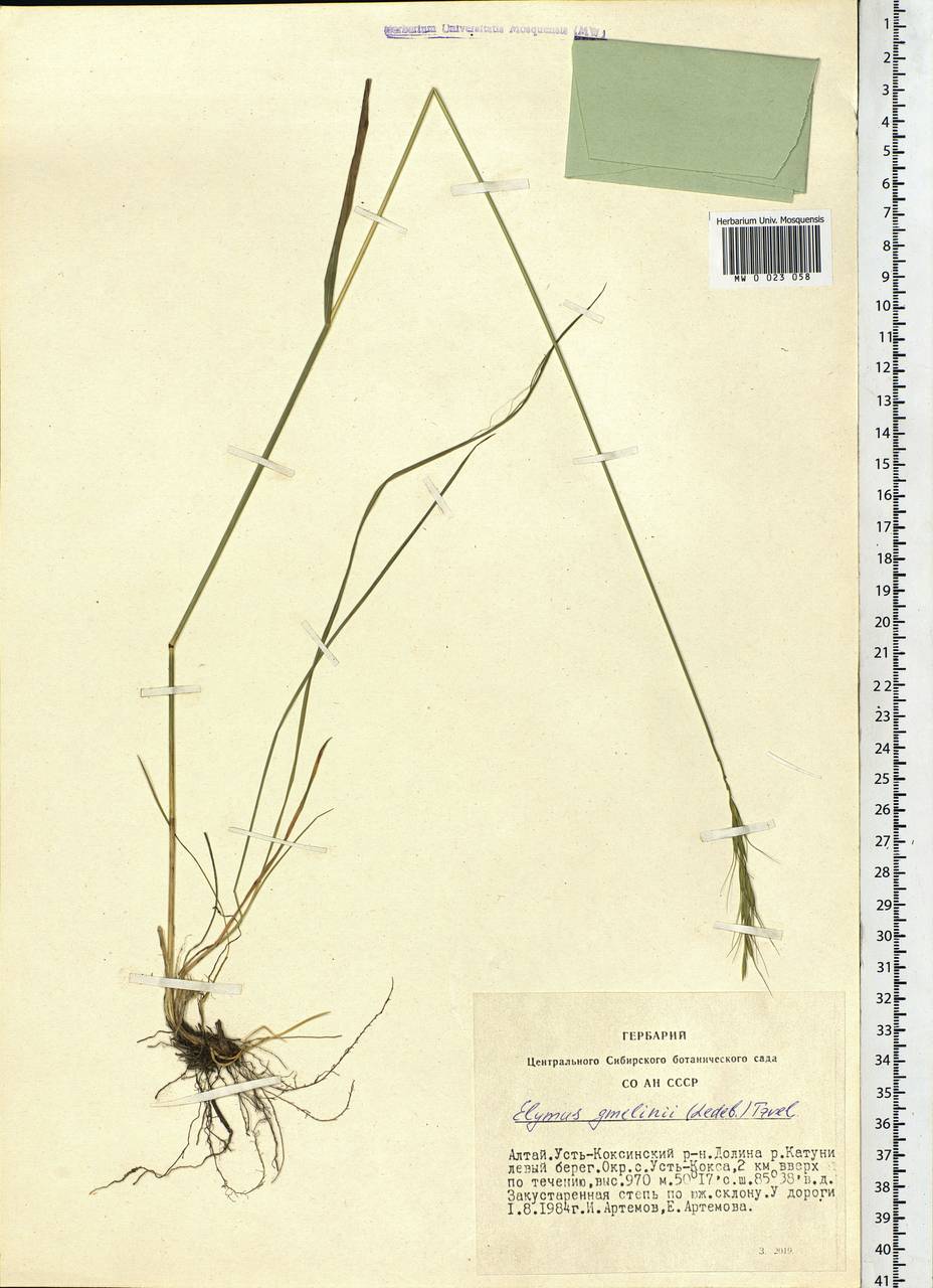 Elymus gmelinii (Trin.) Tzvelev, Siberia, Altai & Sayany Mountains (S2) (Russia)