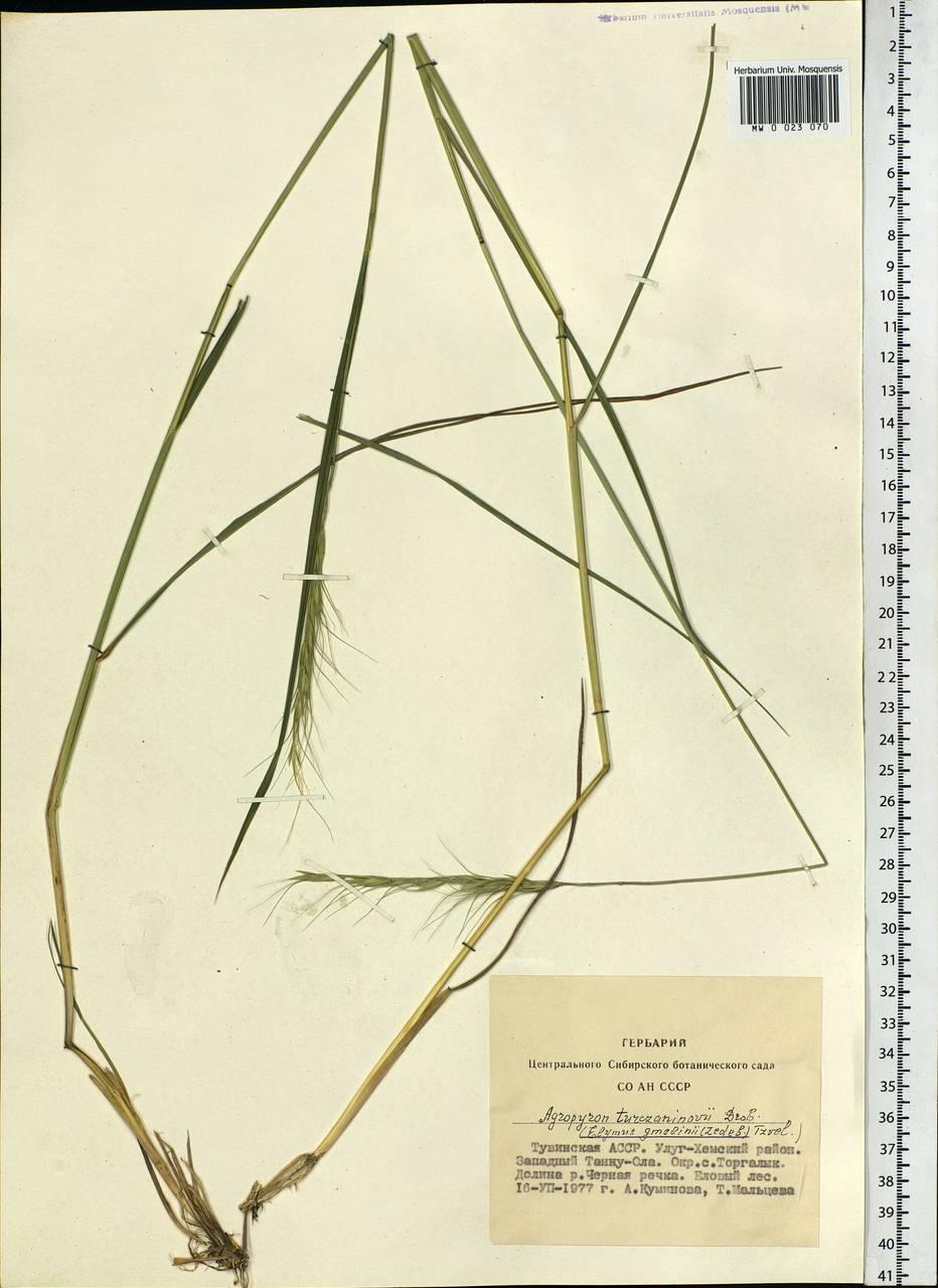 Elymus gmelinii (Trin.) Tzvelev, Siberia, Altai & Sayany Mountains (S2) (Russia)