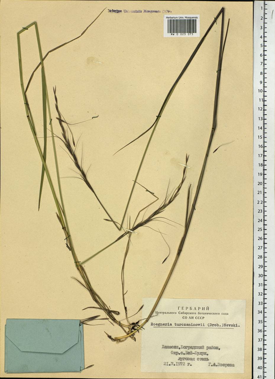 Elymus gmelinii (Trin.) Tzvelev, Siberia, Altai & Sayany Mountains (S2) (Russia)
