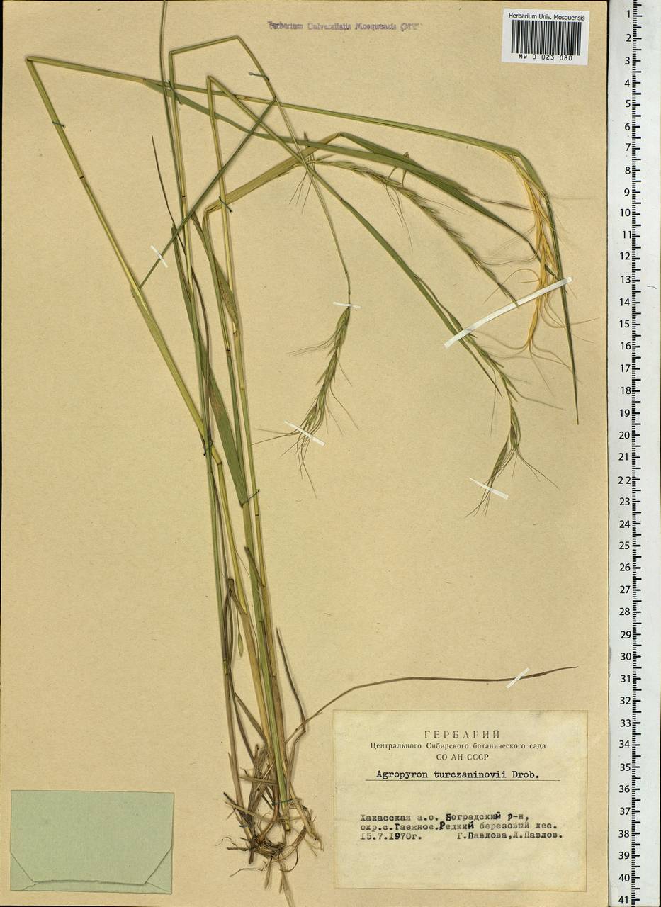 Elymus gmelinii (Trin.) Tzvelev, Siberia, Altai & Sayany Mountains (S2) (Russia)