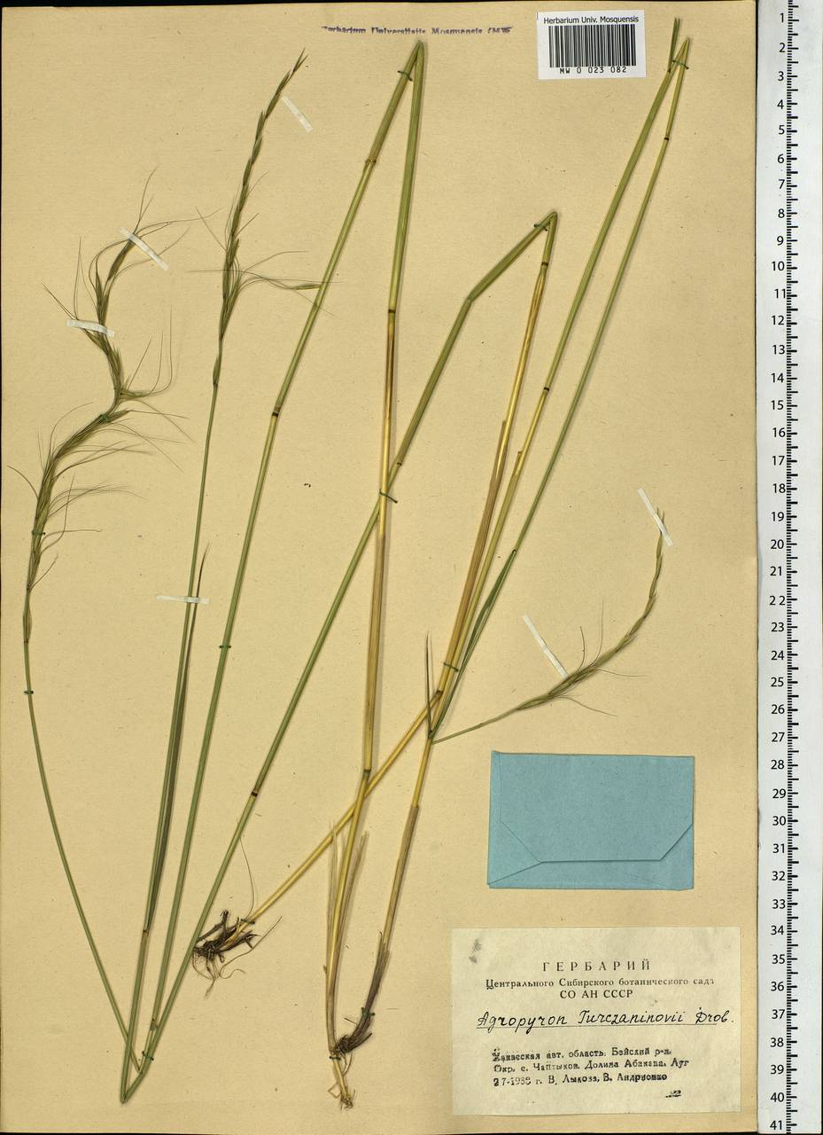 Elymus gmelinii (Trin.) Tzvelev, Siberia, Altai & Sayany Mountains (S2) (Russia)