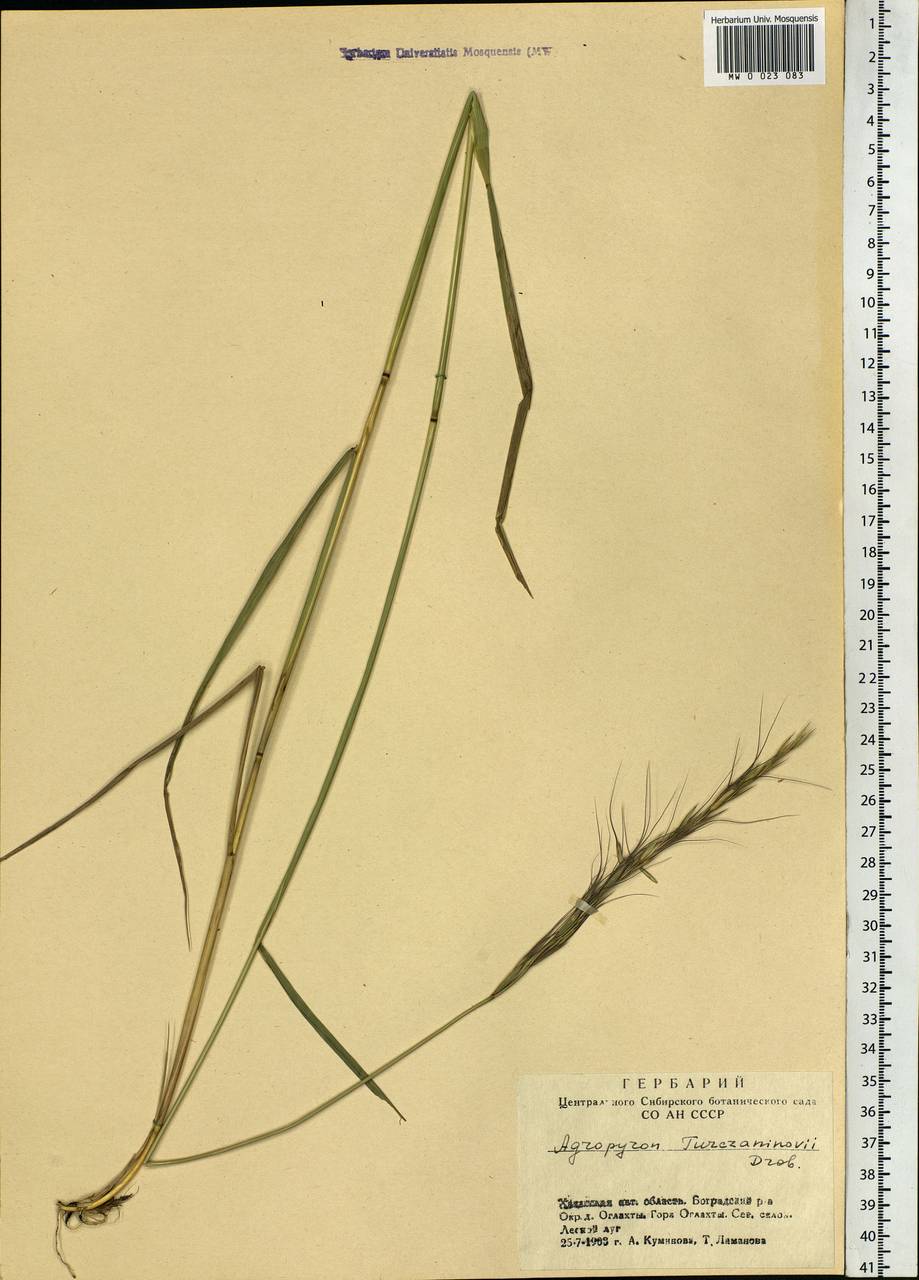 Elymus gmelinii (Trin.) Tzvelev, Siberia, Altai & Sayany Mountains (S2) (Russia)
