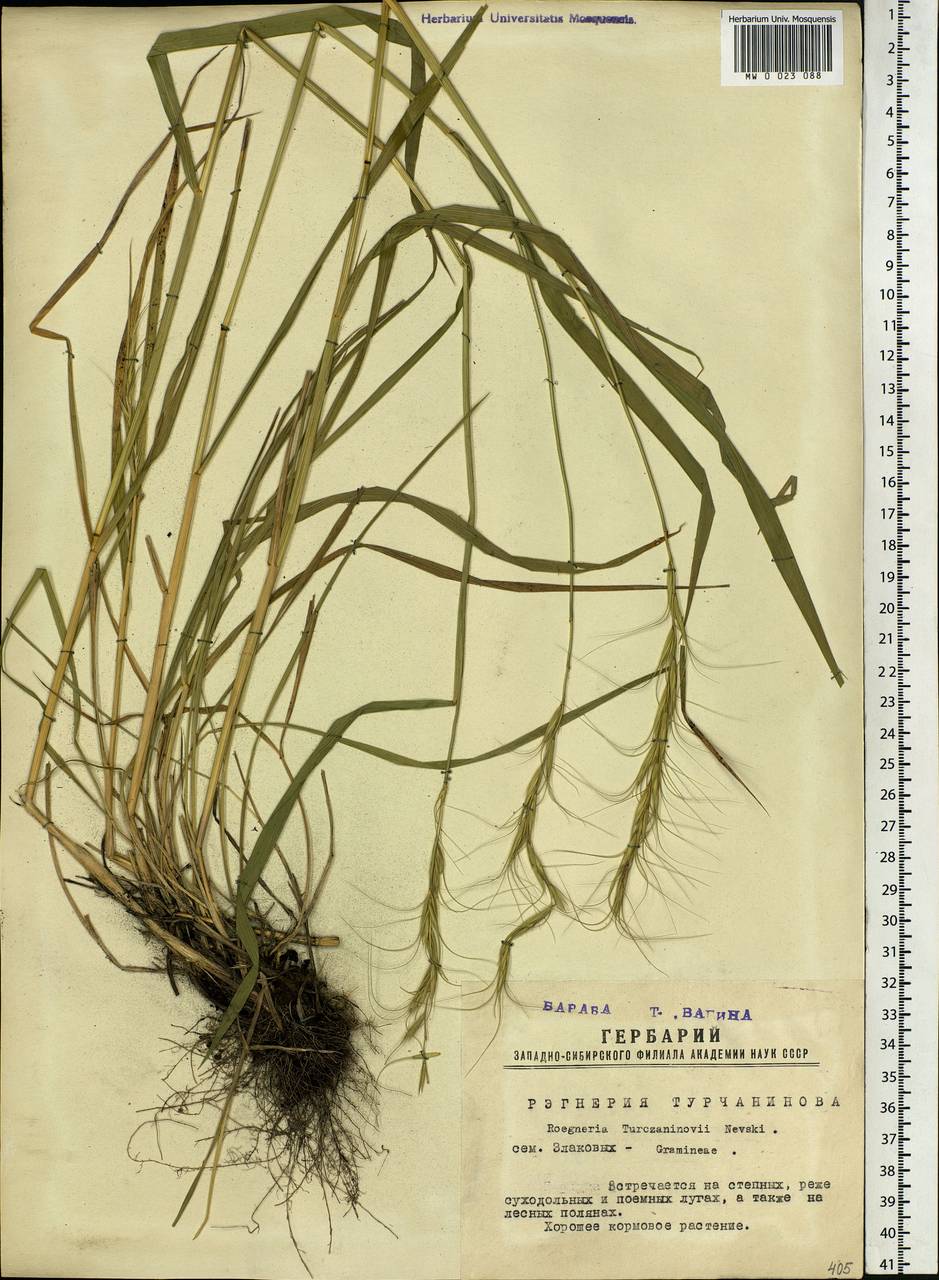 Elymus gmelinii (Trin.) Tzvelev, Siberia, Western Siberia (S1) (Russia)