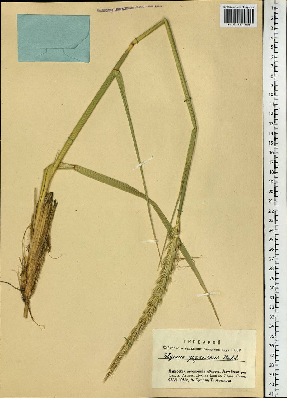 Leymus racemosus (Lam.) Tzvelev, Siberia, Altai & Sayany Mountains (S2) (Russia)
