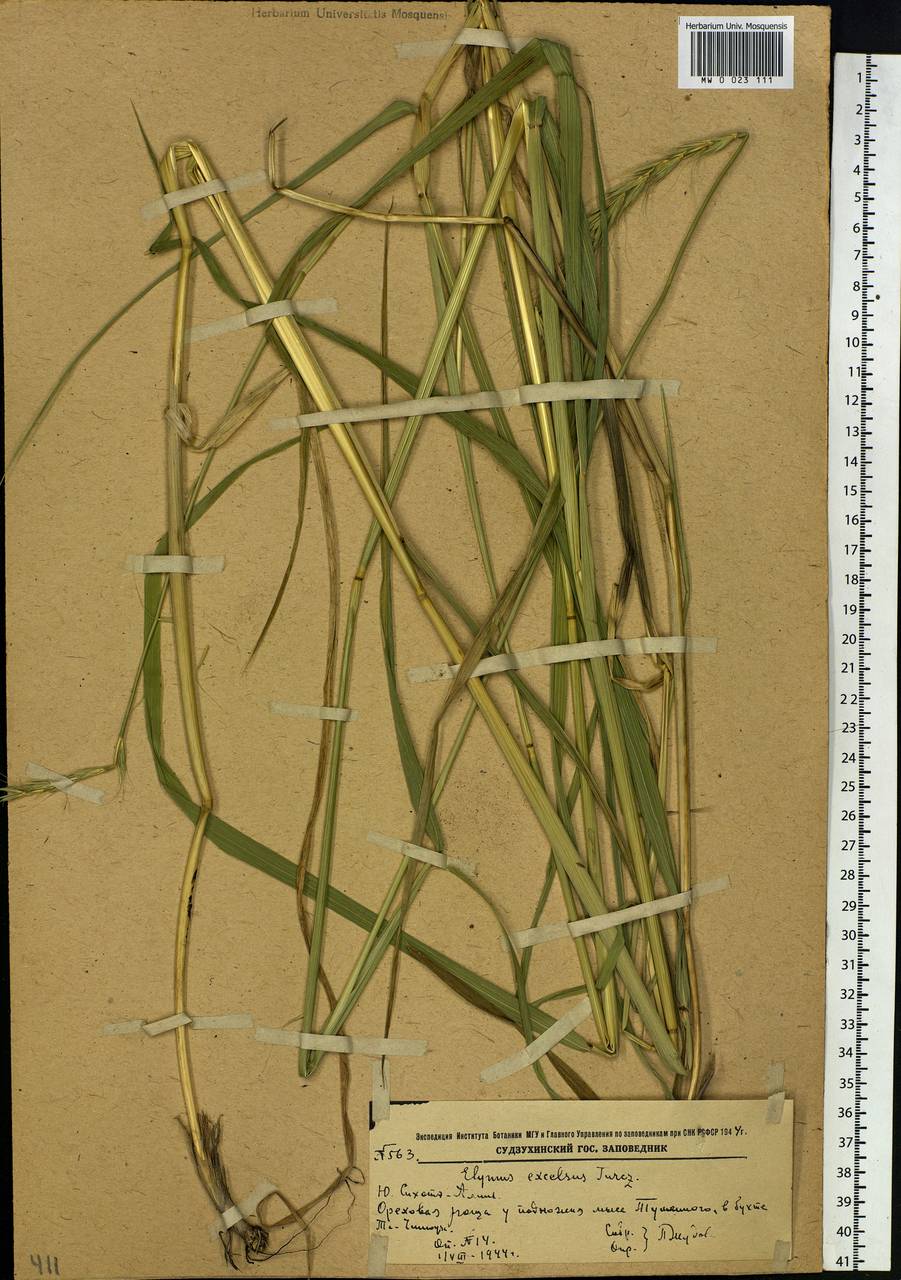 Campeiostachys dahurica (Turcz. ex Griseb.) B.R.Baum, J.L.Yang & C.Yen, Siberia, Russian Far East (S6) (Russia)