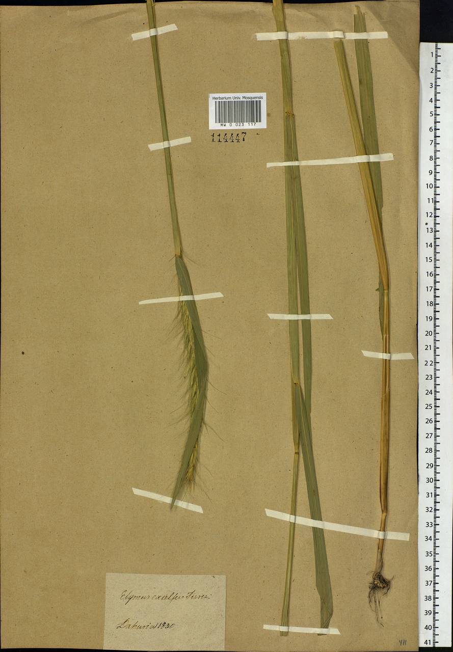 Elymus dahuricus Griseb., Siberia, Baikal & Transbaikal region (S4) (Russia)