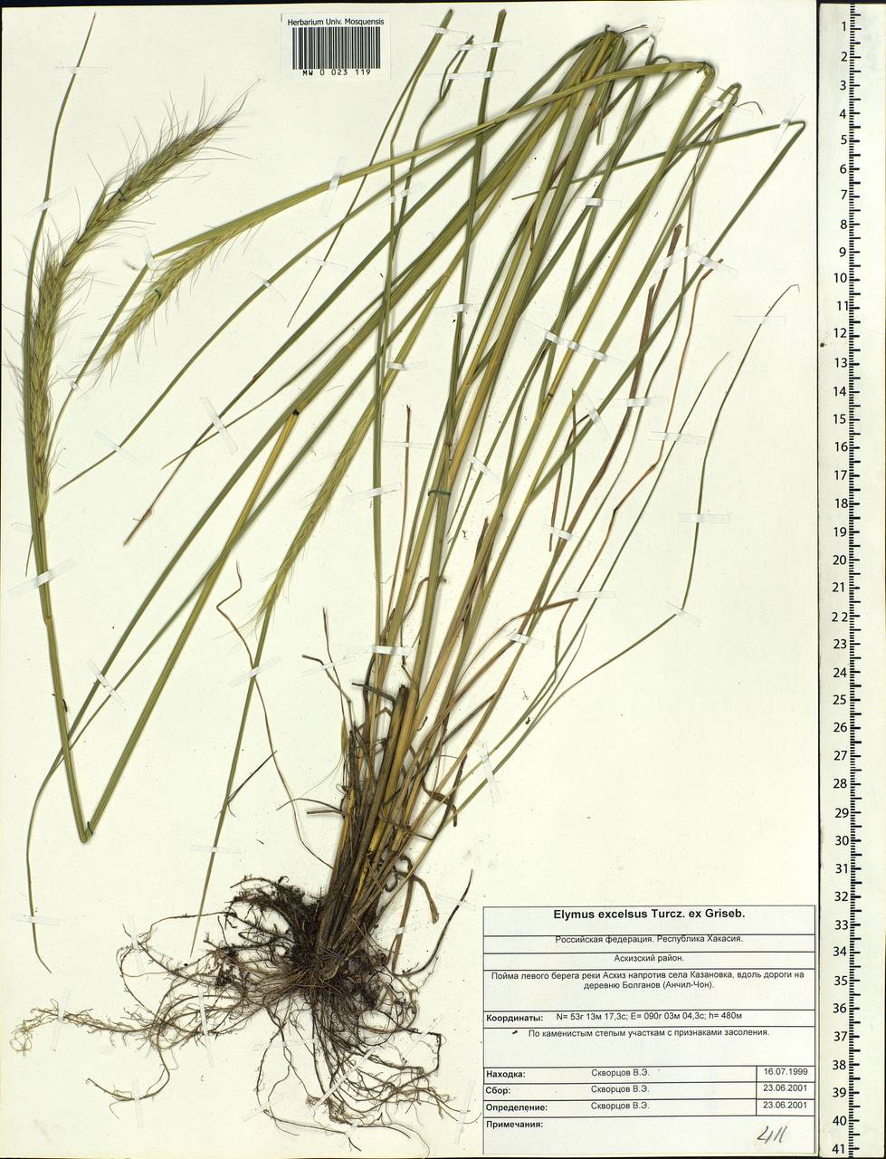 Campeiostachys dahurica (Turcz. ex Griseb.) B.R.Baum, J.L.Yang & C.Yen, Siberia, Altai & Sayany Mountains (S2) (Russia)