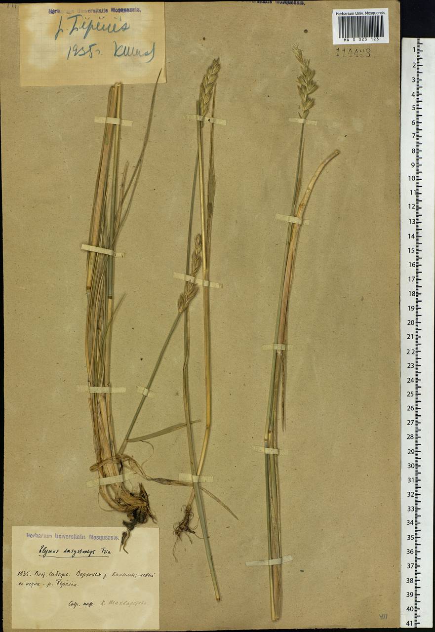 Leymus secalinus (Georgi) Tzvelev, Siberia, Yakutia (S5) (Russia)