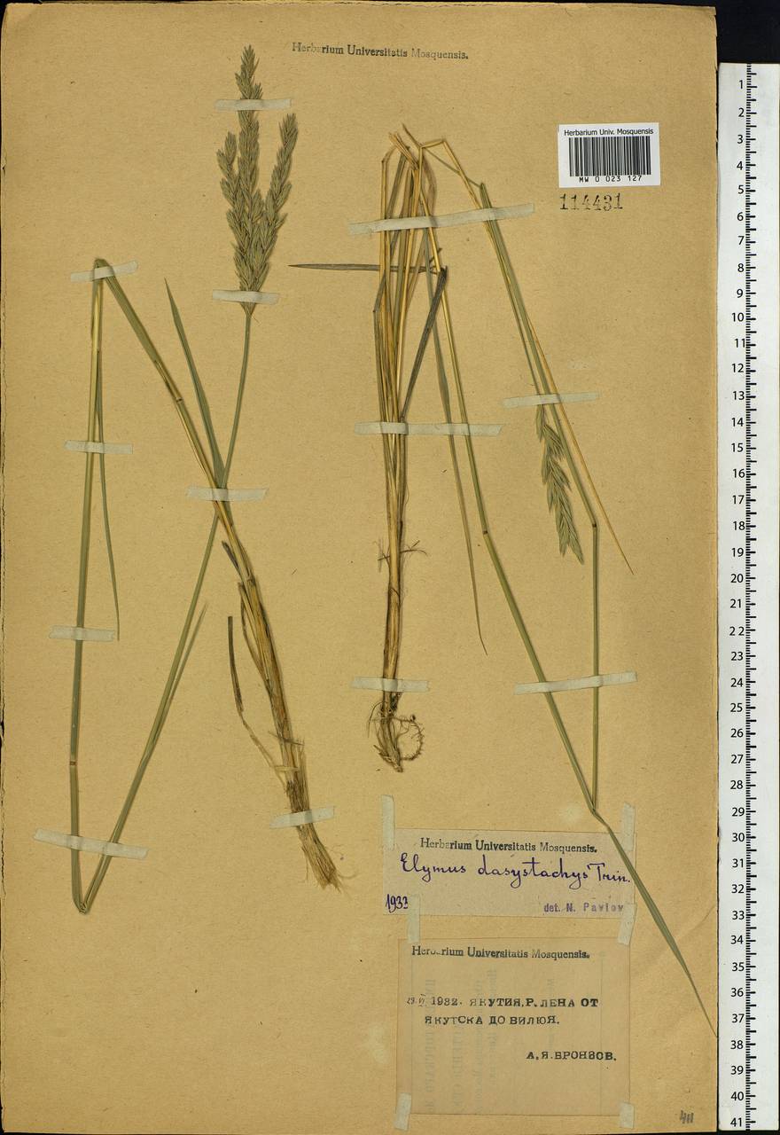 Leymus secalinus (Georgi) Tzvelev, Siberia, Yakutia (S5) (Russia)