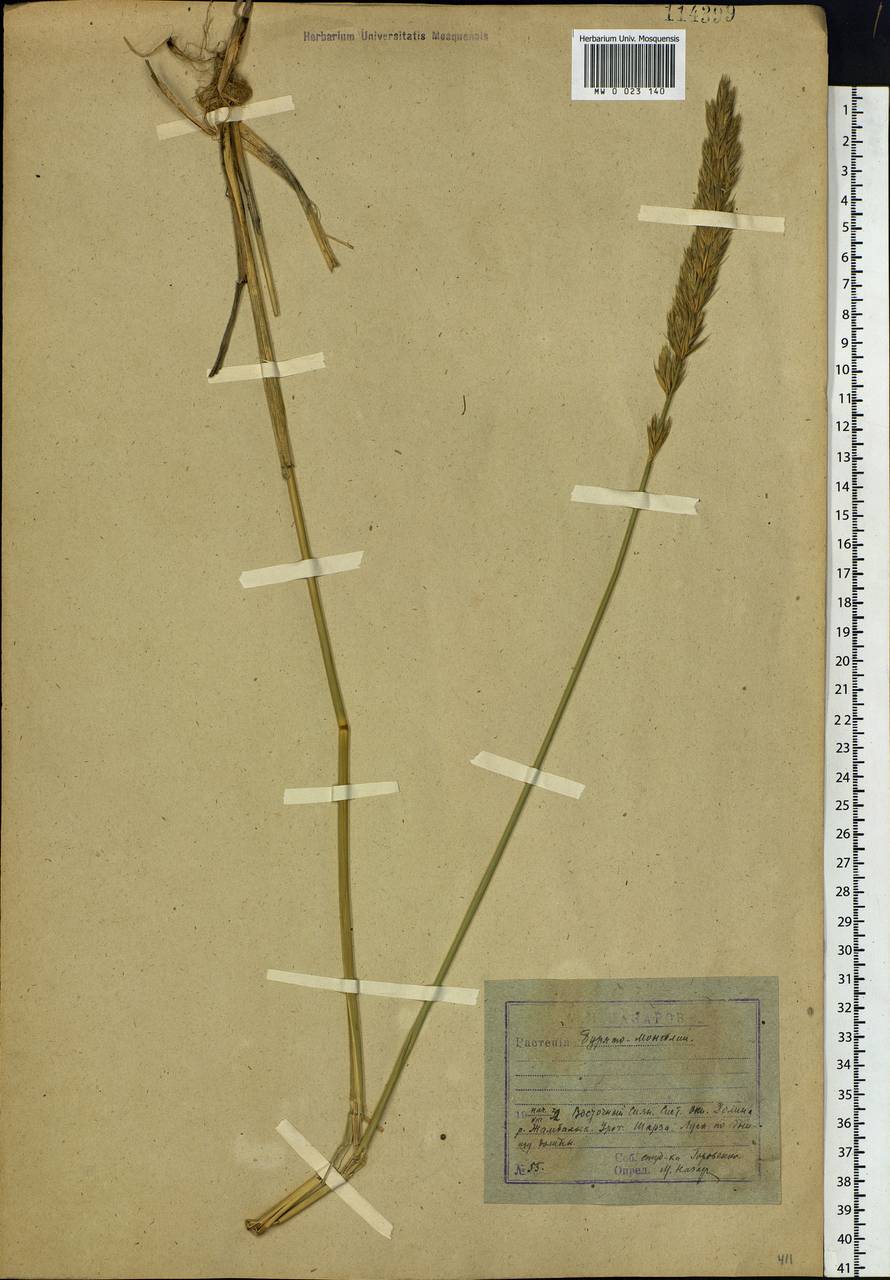 Leymus secalinus (Georgi) Tzvelev, Siberia, Baikal & Transbaikal region (S4) (Russia)