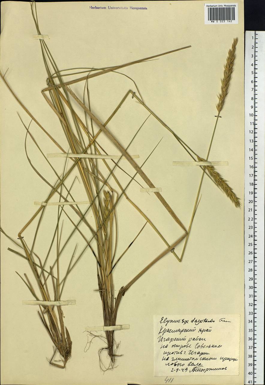 Leymus secalinus (Georgi) Tzvelev, Siberia, Central Siberia (S3) (Russia)