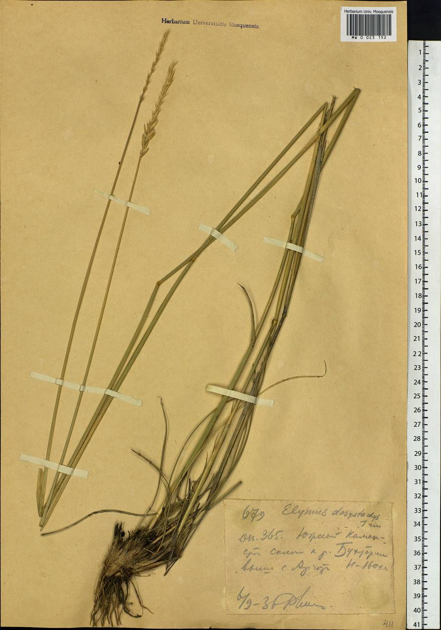 Leymus secalinus (Georgi) Tzvelev, Siberia, Western (Kazakhstan) Altai Mountains (S2a) (Kazakhstan)