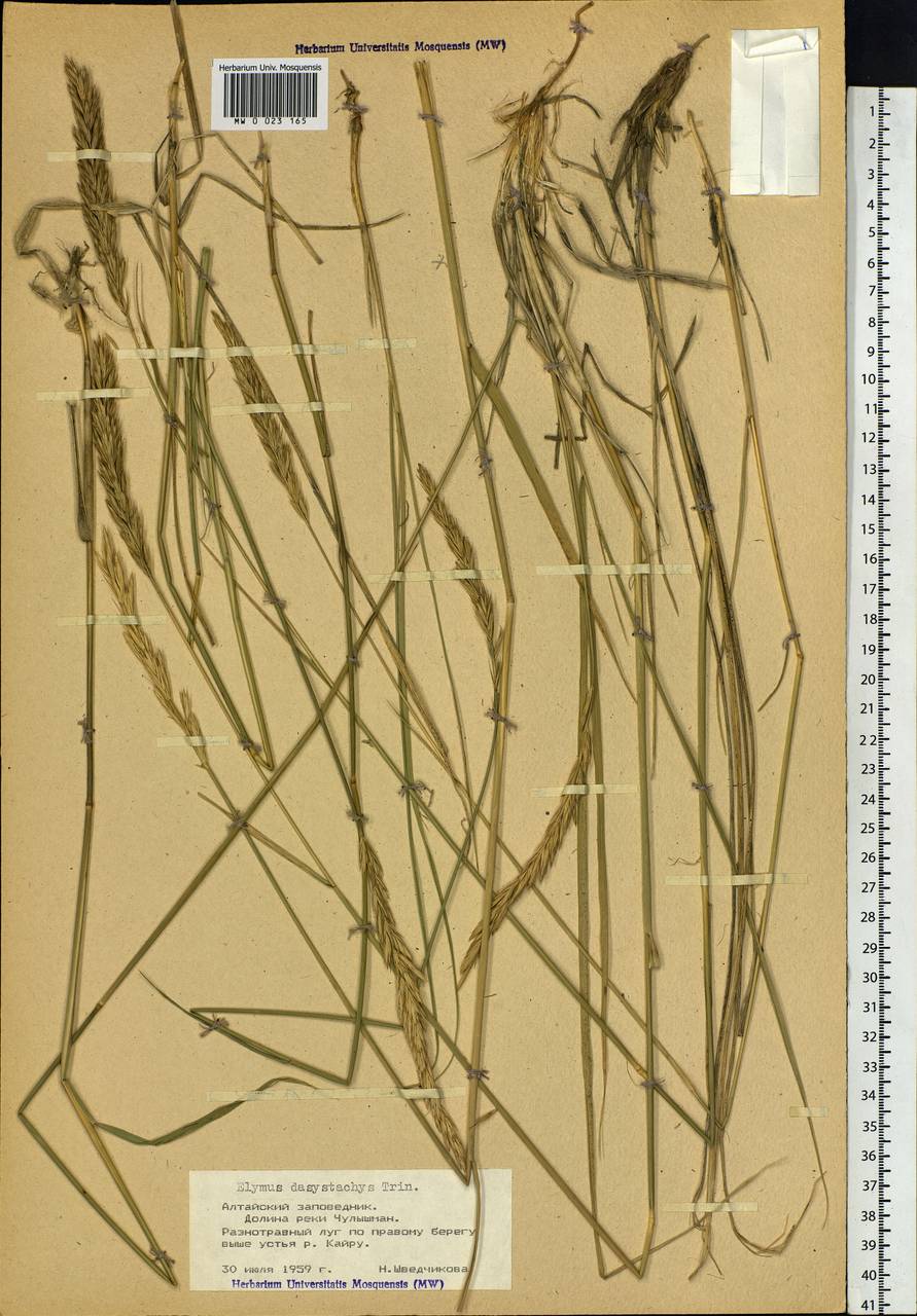 Leymus secalinus (Georgi) Tzvelev, Siberia, Altai & Sayany Mountains (S2) (Russia)