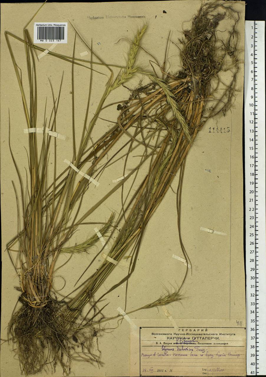 Campeiostachys dahurica (Turcz. ex Griseb.) B.R.Baum, J.L.Yang & C.Yen, Siberia, Russian Far East (S6) (Russia)