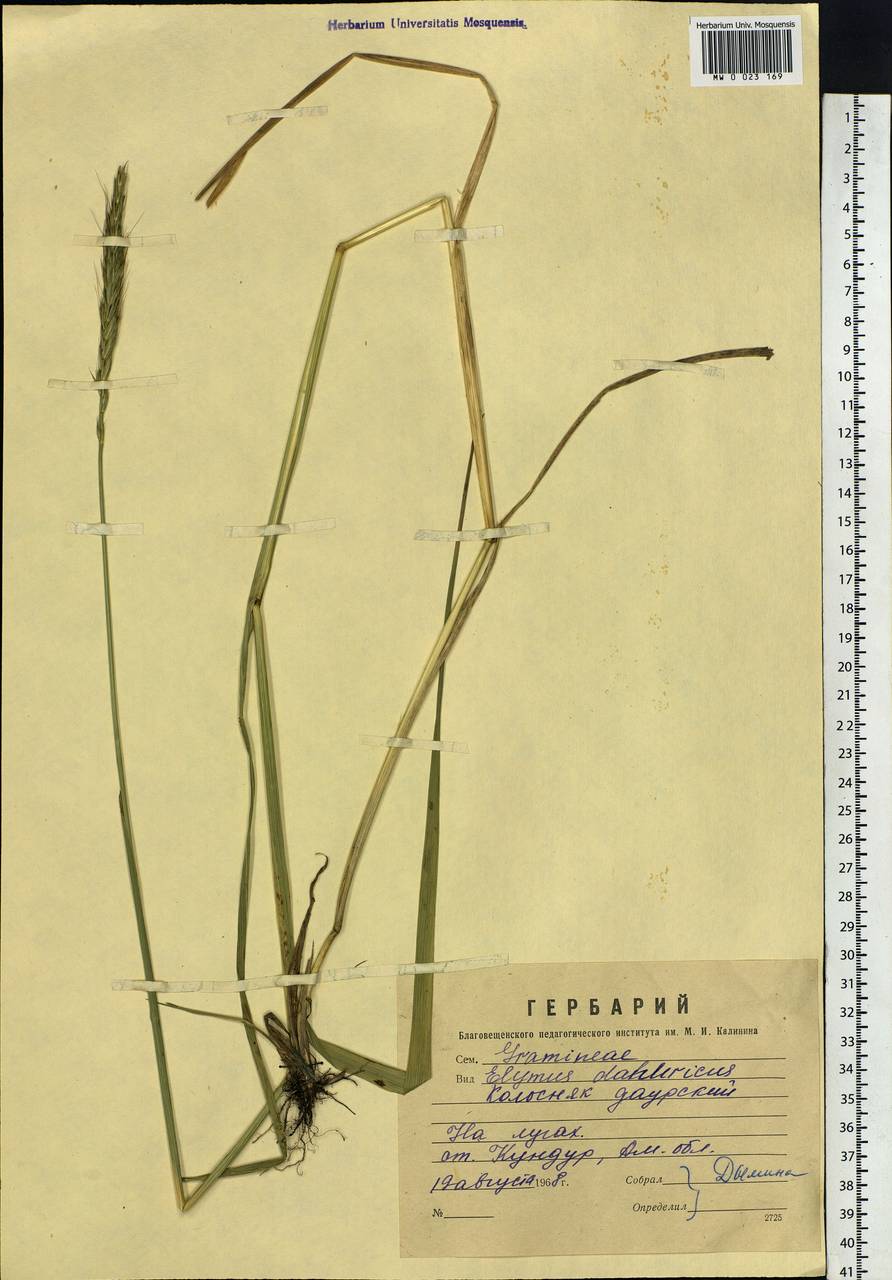 Elymus dahuricus Turcz. ex Griseb., Siberia, Russian Far East (S6) (Russia)