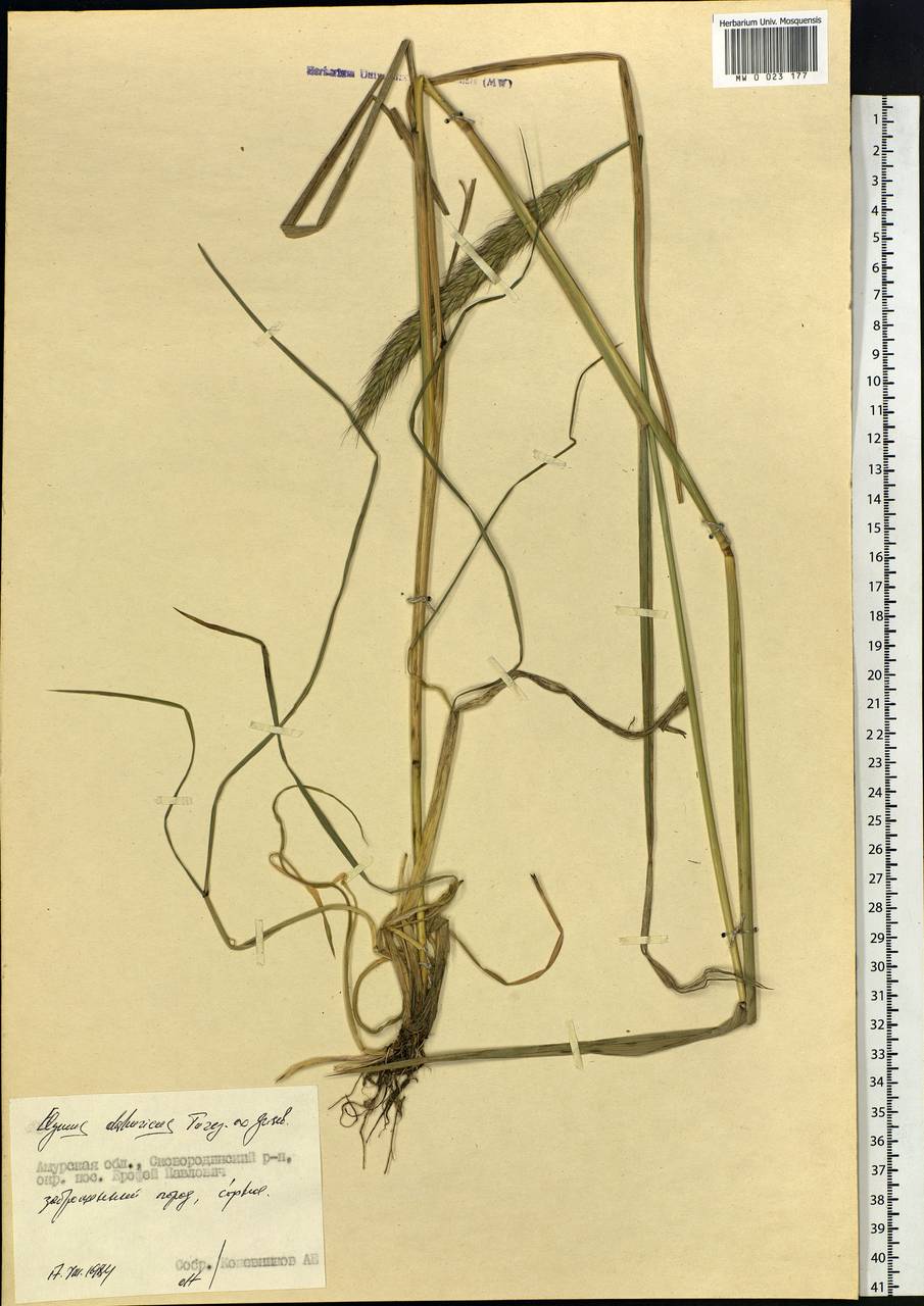 Campeiostachys dahurica (Turcz. ex Griseb.) B.R.Baum, J.L.Yang & C.Yen, Siberia, Russian Far East (S6) (Russia)